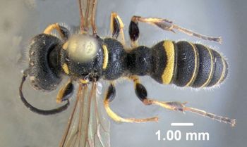 Media type: image;   Entomology 603063 Aspect: habitus dorsal view